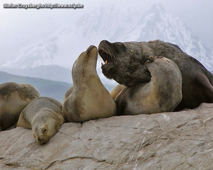 Ushuaia - Sealions A large adult male sea lion with several female sea lions. Stefan Cruysberghs